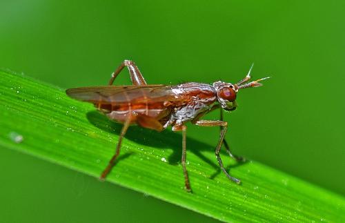 Sepedon spinipes